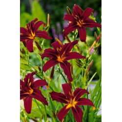 Liliowiec Black Arrowhead - duża paczka! - 10 szt.