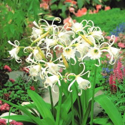 Ismena - Błonczatka - duża paczka! - 10 szt.