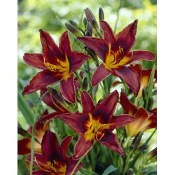 Liliowiec Black Prince - duża paczka! - 10 szt.