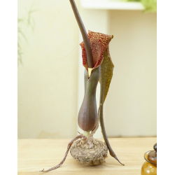 Sauromatum - cebula XXL - duża paczka! - 10 szt.