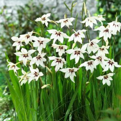 Acidanthera Murielae - GIGA paczka! - 1000 szt.