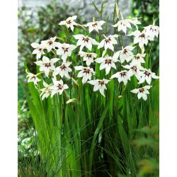 Acidanthera Murielae - GIGA paczka! - 1000 szt.