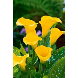 Calla żółta - Yellow - GIGA paczka! - 50 szt.