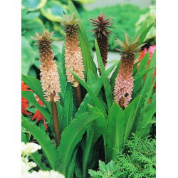 Eucomis comosa - Eukomis czubaty - duża paczka! - 20 szt.