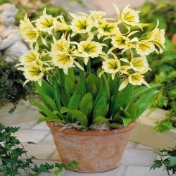 Ismena Sulphur Queen - Błonczatka - duża paczka! - 10 szt.