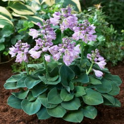 Funkia - Hosta Blue Mouse Ears - duża paczka! - 10 szt.
