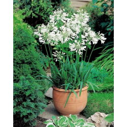 Agapant biały - Agapanthus White - duża paczka! - 10 szt.