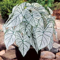 Kaladium - Candidum - biały - duża paczka! - 10 szt.