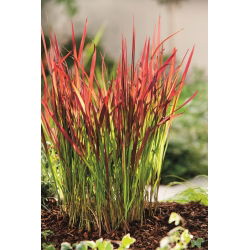 Imperata cylindryczna - Red Baron - duża paczka! - 10 szt.