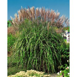 Miskant chiński - Malepartus - duża paczka! - 10 szt.