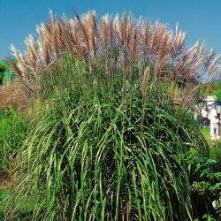 Miskant chiński - Malepartus - duża paczka! - 10 szt.