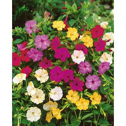 Dziwaczek - Mirabilis Jalapa - mix kolorów - sadzonka - duża paczka! - 10 szt.