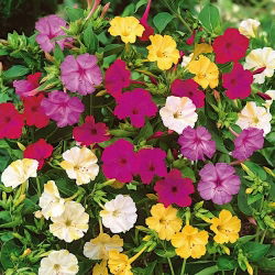 Dziwaczek - Mirabilis Jalapa - mix kolorów - sadzonka - duża paczka! - 10 szt.