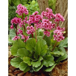 Bergenia Morgenrote - duża paczka! - 10 szt.