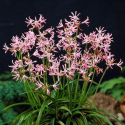 Nerine Undulata - duża paczka! - 10 szt.