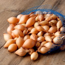 Cebula dymka - Sturon - żółta, bardzo ceniona - 0,5 kg