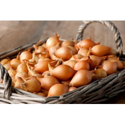 Cebula dymka - Hercules - żółta, bardzo plenna - 0,5 kg