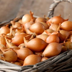 Cebula dymka - Hercules - żółta, bardzo plenna - 10 kg