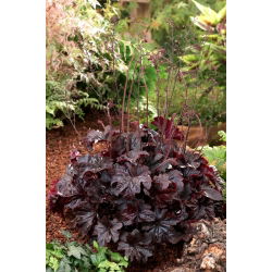 Żurawka - Obsidian - 1 szt.