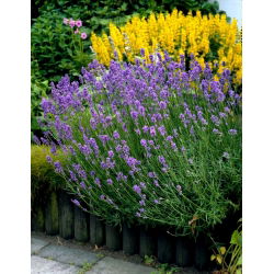 Lawenda fioletowa - duża paczka! - 10 szt.