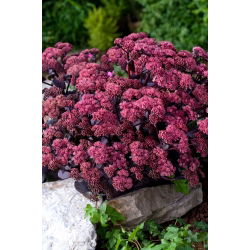 Rozchodnik Xenox - Sedum - sadzonka