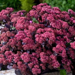 Rozchodnik Xenox - Sedum - sadzonka