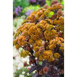 Rozchodnik Yellow Xenox - Sedum - sadzonka - duża paczka! - 10 szt.