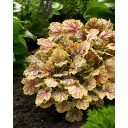 Żurawka - Picasso - duża paczka! - 10 szt.