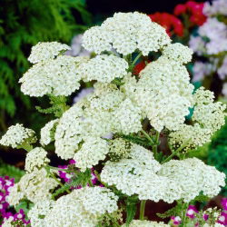 Krwawnik pospolity - White Beauty - biały