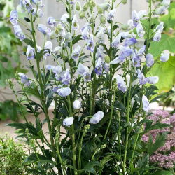 Tojad jasnoniebieski - Aconitum Cloudy - sadzonka - duża paczka! - 10 szt.