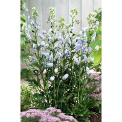 Tojad jasnoniebieski - Aconitum Cloudy - sadzonka