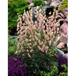 Tojad różowy - Aconitum Rubellum - sadzonka - duża paczka! - 10 szt.