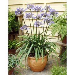 Agapant Dr Brouwer - Agapanthus