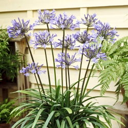 Agapant Dr Brouwer - Agapanthus - duża paczka! - 10 szt.