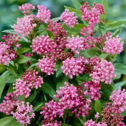 Trojeść krwista - Cinderella - sadzonka - duża paczka! - 10 szt.