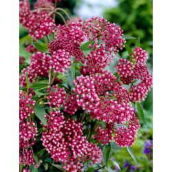 Trojeść krwista - Soulmate - sadzonka - duża paczka! - 10 szt.