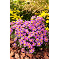 Aster krzaczasty - Alice Haslam - duża paczka! - 10 szt.