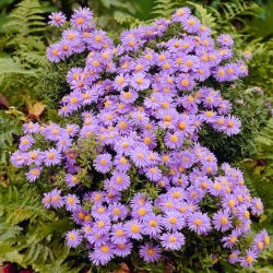 Aster krzaczasty - Prof. Anton Kippenberg