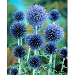 Przegorzan Taplow Blue - błękitny - duża paczka! - 10 szt.