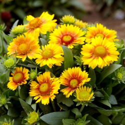 Gailardia Arizona Apricot - sadzonka - duża paczka! - 10 szt.