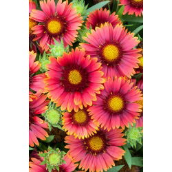Gailardia Arizona Red Shades - sadzonka - duża paczka! - 10 szt.