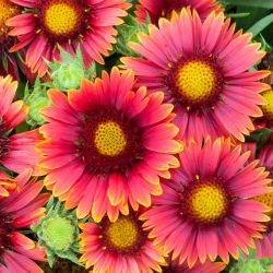 Gailardia Arizona Red Shades - sadzonka