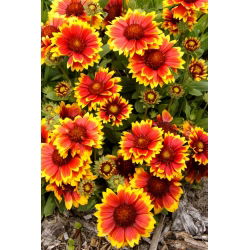 Gailardia Arizona Sun - sadzonka - duża paczka! - 10 szt.