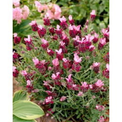 Lawenda francuska czerwona - 1 szt.