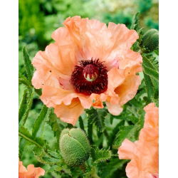 Mak wschodni - Effendi - 1 szt.