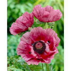 Mak wschodni - Patty's Plum - duża paczka! - 10 szt.