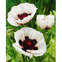 Mak wschodni - Perry's White - 1 szt.