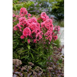 Floks (Phlox) - Płomyk wiechowaty - Cleopatra - duża paczka! - 10 szt.