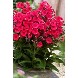 Floks (Phlox) - Płomyk wiechowaty - Grenadine Dream - 1 szt.