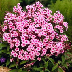 Floks (Phlox) - Płomyk wiechowaty - Miss Pepper - duża paczka! - 10 szt.